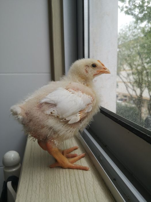 Pintainho doméstico