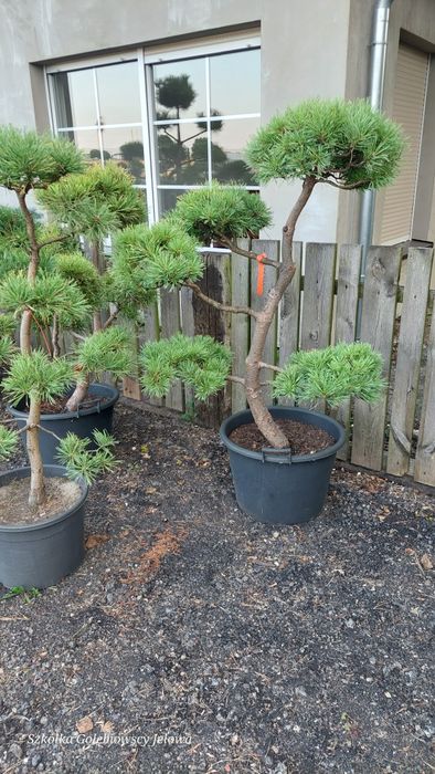Bonsai, niwaki,  Iglaki Formowane JEŁOWA