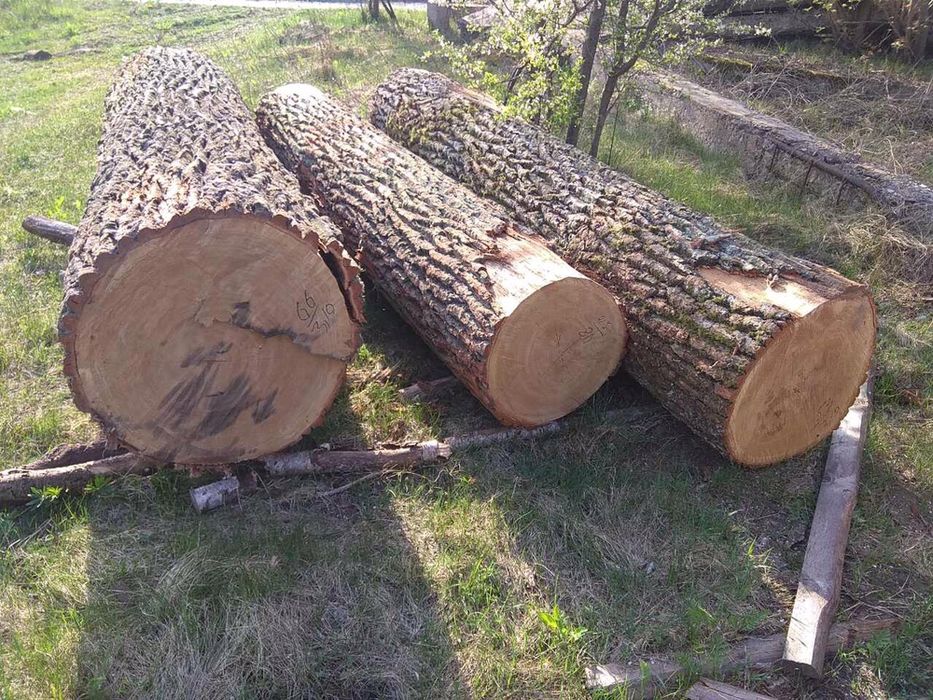 Дуб кругляк ( Покупець )