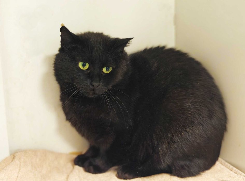 Няшка -обаяшка, кішечка Меліс, кішка 1 рік