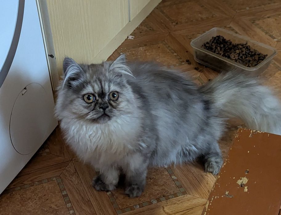 Kocurek perski perskie pers persy kocięta koty
