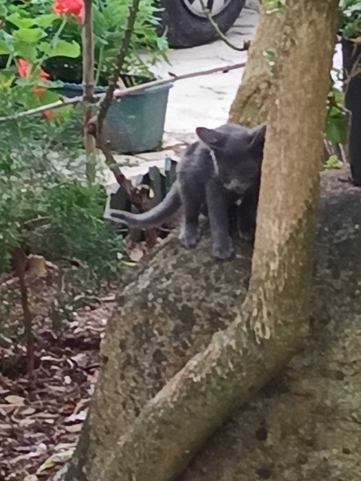Gatinhos para adocao
