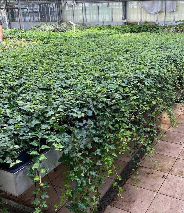 ŚCIANA BLUSZCZU hedera helix 90-110cm SADZONKA