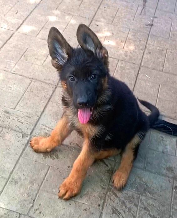 Шикарные щенки с прекрасной родословной.