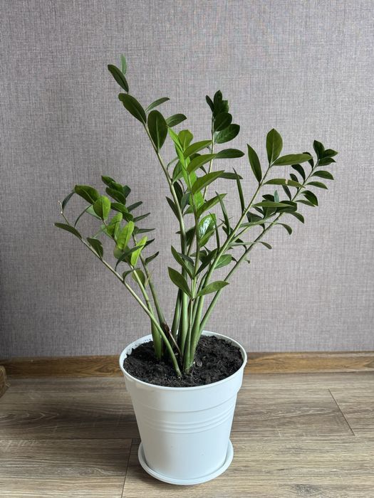 заміакулькус домашня квітка