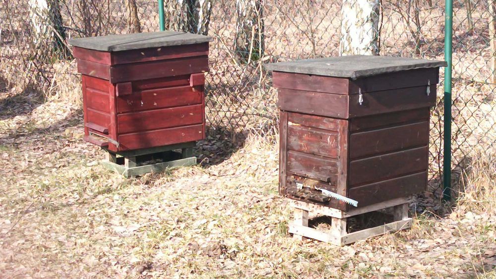 Rodziny pszczele + ul warszawski poszerzany