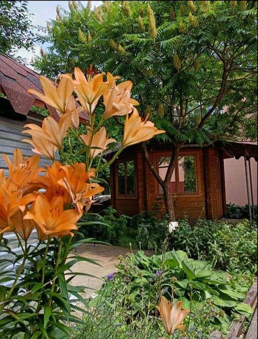 Здаю в Трускавці житло центр Козявкіна