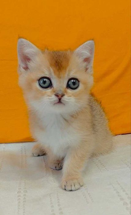 Шотландские котята (ЗОЛОТАЯ ШИНШИЛЛА)
