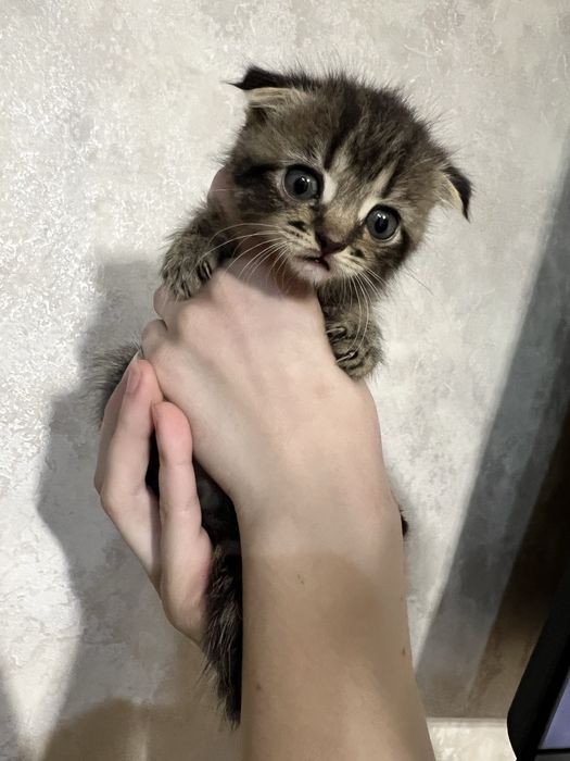 Продам маленьких котяток