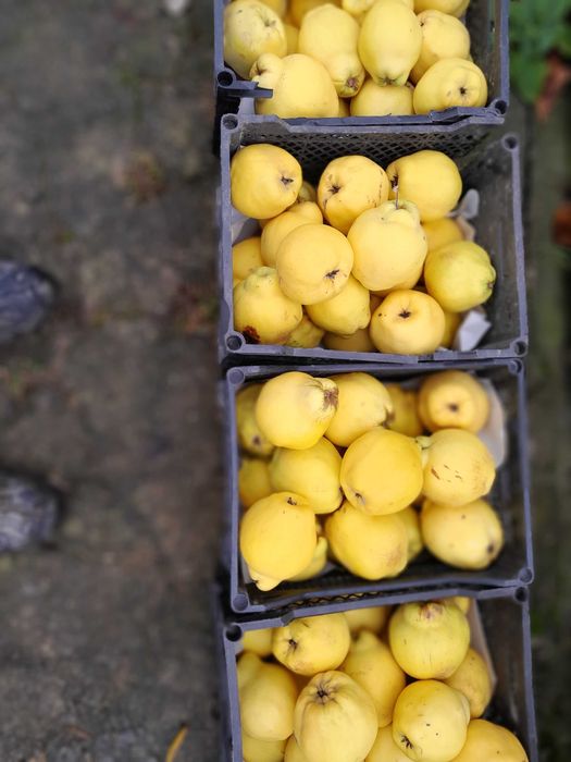 Pigwa owoce pigwa nie pigwowiec