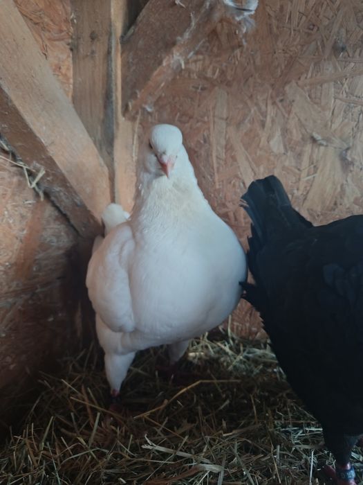 Gołębie kingi.   .