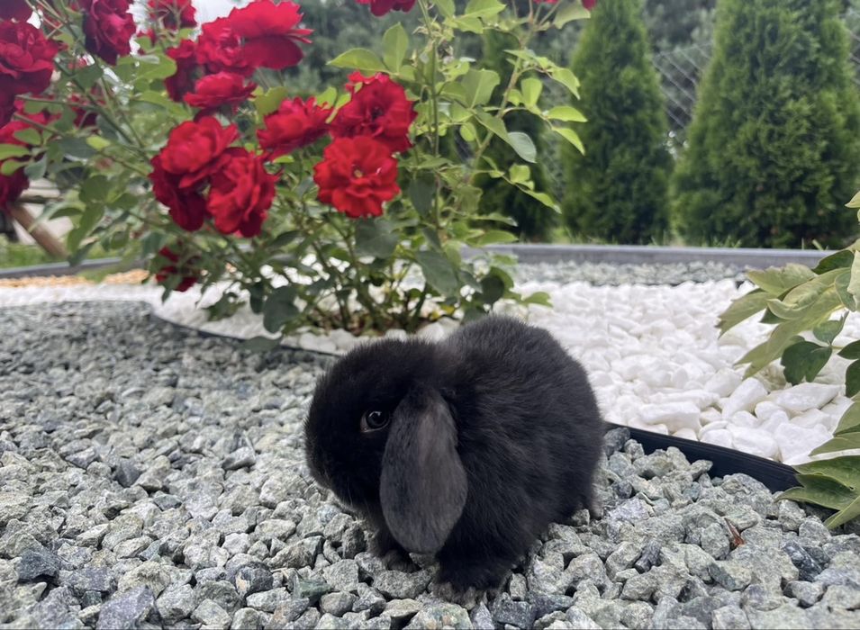Karzełek Baranek/Mini Lop - Rodowód/Metryka Królik Króliki