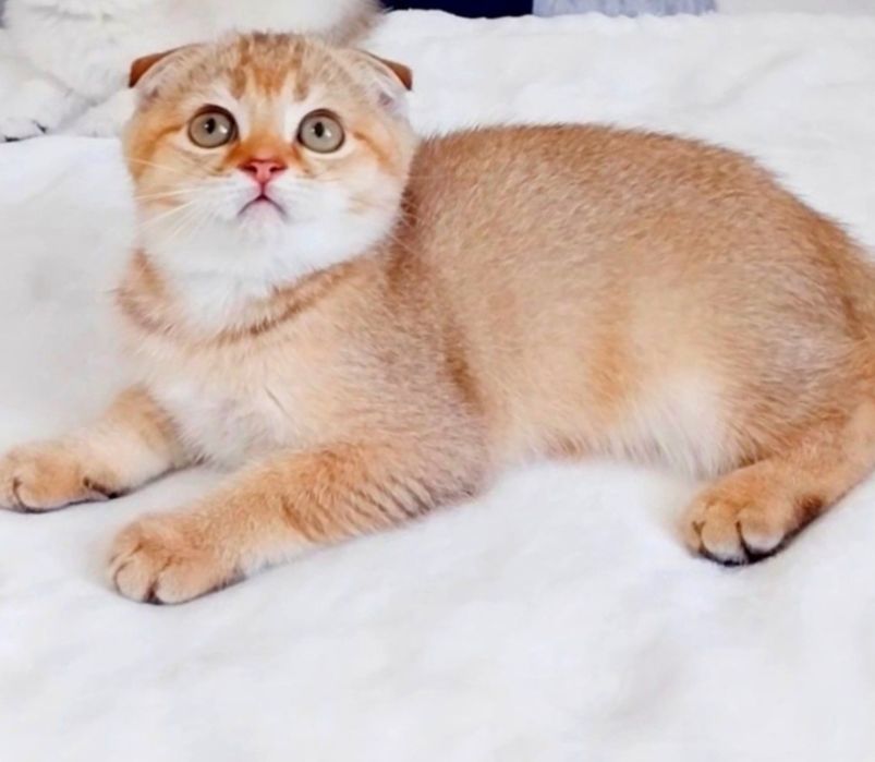 Плюшевий хлопчик Золотий шиншила