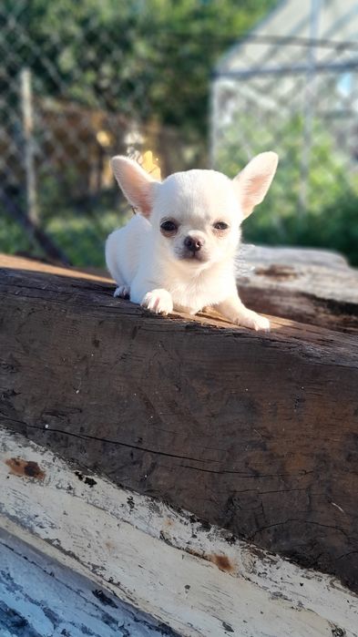 Chłopcy Chihuahua
