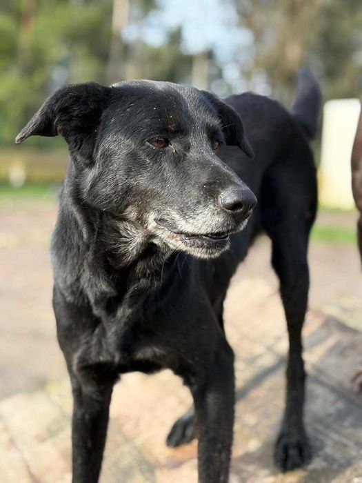 Cao para adoçao(Sponge)