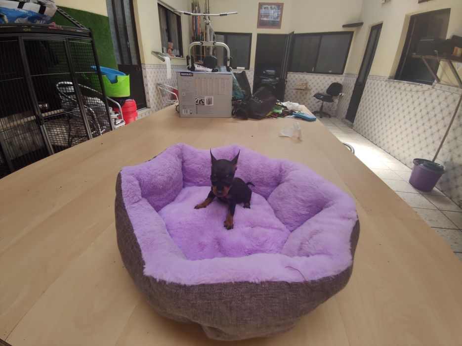 Pinscher pincher super miniatura fêmea criado em ambiente familiar