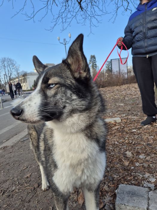 Собака метис хаскі дівчинка притулок