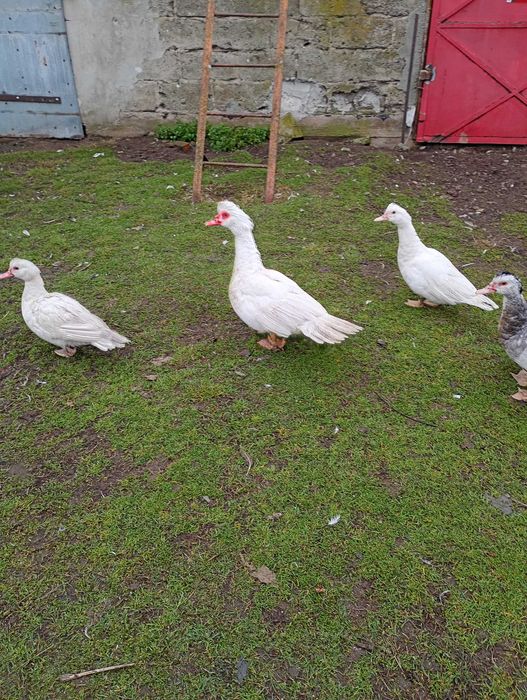 Sprzedam kaczki pizmowe