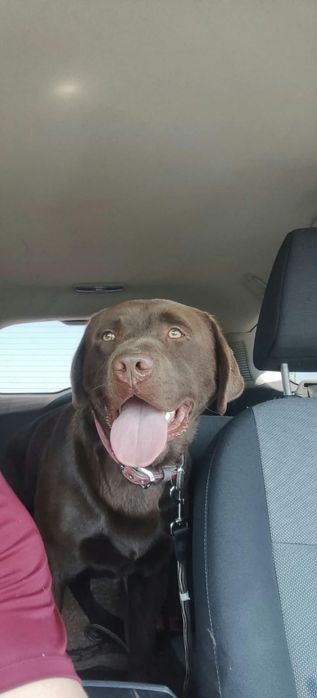Labrador Retriever Reproduktor