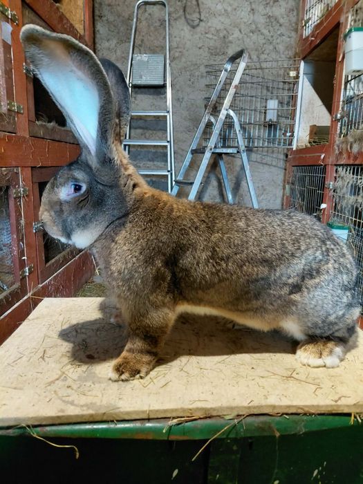 Olbrzym belgijski samce