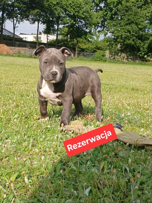Piękne szczenięta American Staffordshire Terrier