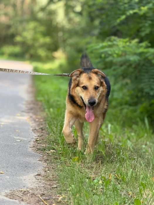 Najwspanialszy Ege szuka domu!