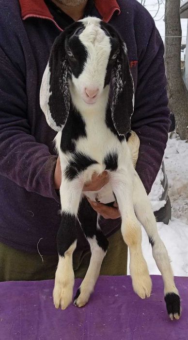 Продається каморі - нубійська козичка.