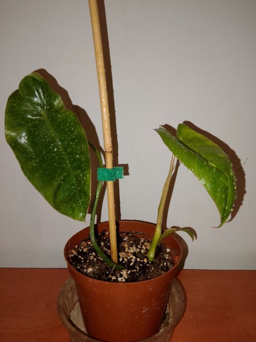 Philodendron Paraiso Verde