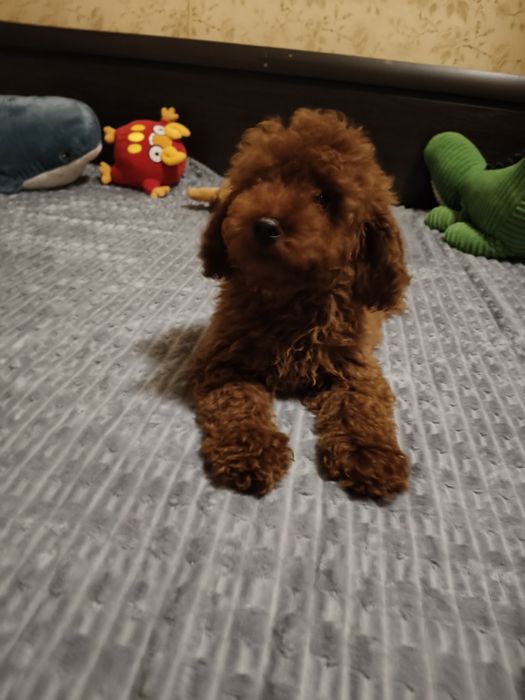 Хлопчик пудель Ред Браун