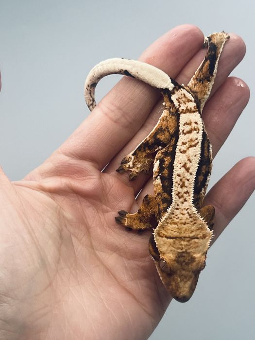 Gekon orzęsiony piękna samica z nowym terrarium i zapasem pokarmu