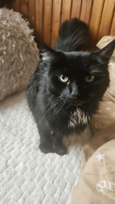 Kto da Zuzi kochajacy dom