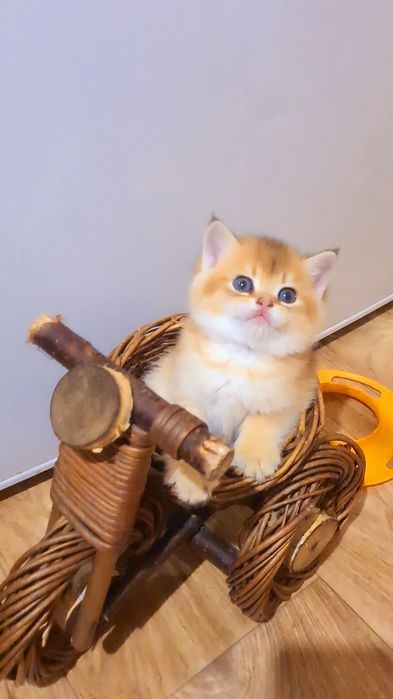 Шикарный мальчик мишка