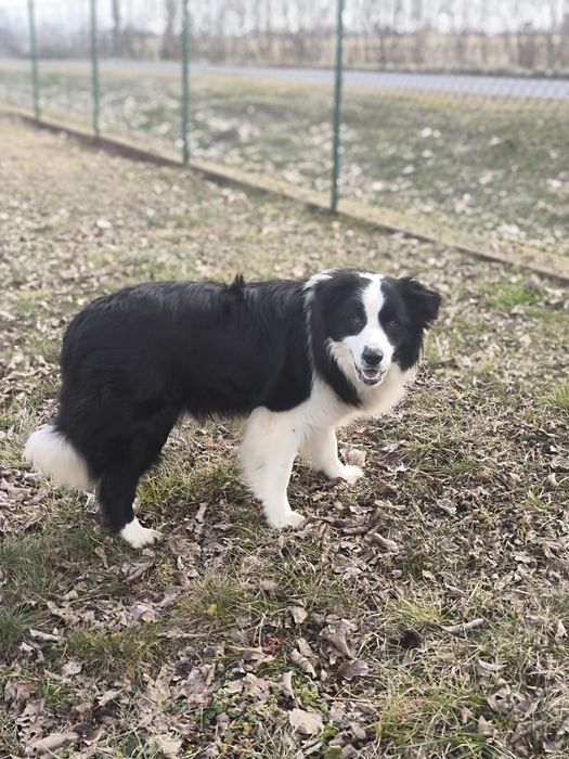 Border collie ZKWP FCI piesek czarno biały
