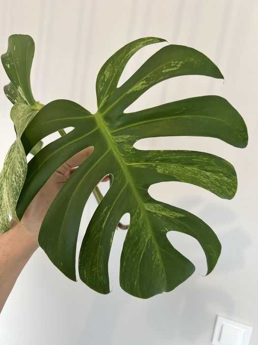 Monstera Jungle Mint (szczyt)