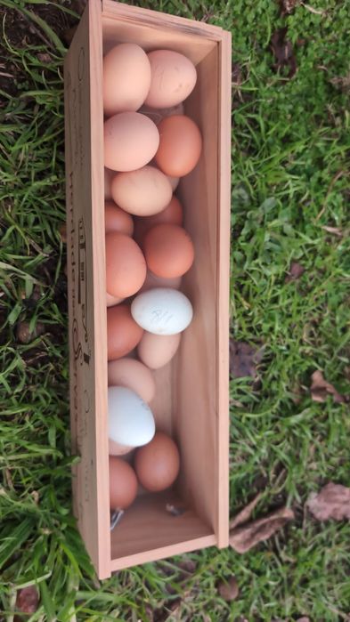 Vendo galos criados ao ar livre