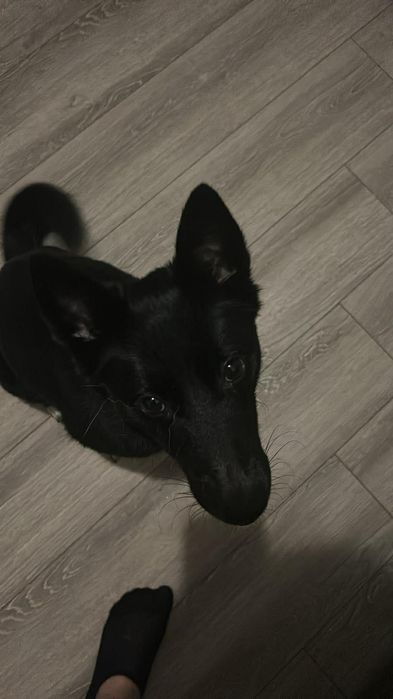 Pieski do adopcji za darmo