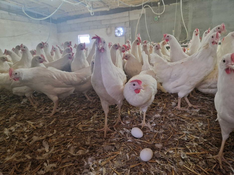 Kurki nioski Tetra biała, Leghorn z jajkiem