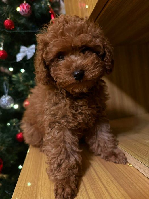 Pudel Toy Red-Brown Dziewczynka (genetyka, mala domowa hodowla)