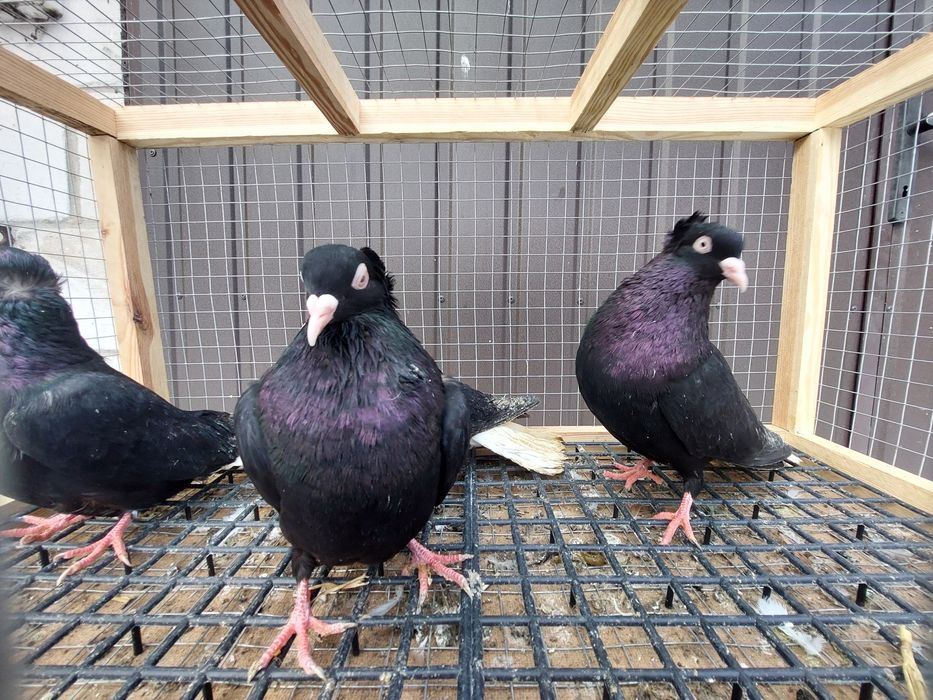 Gołębie wyszfance czarne
