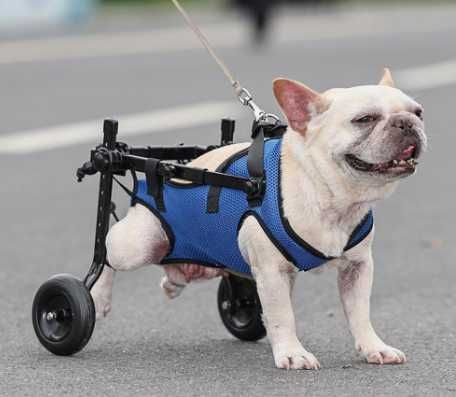 Інвалідна коляска для собак регульована