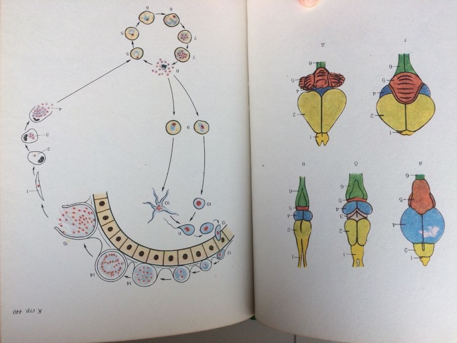Биология (учебное пособие 1985г.)