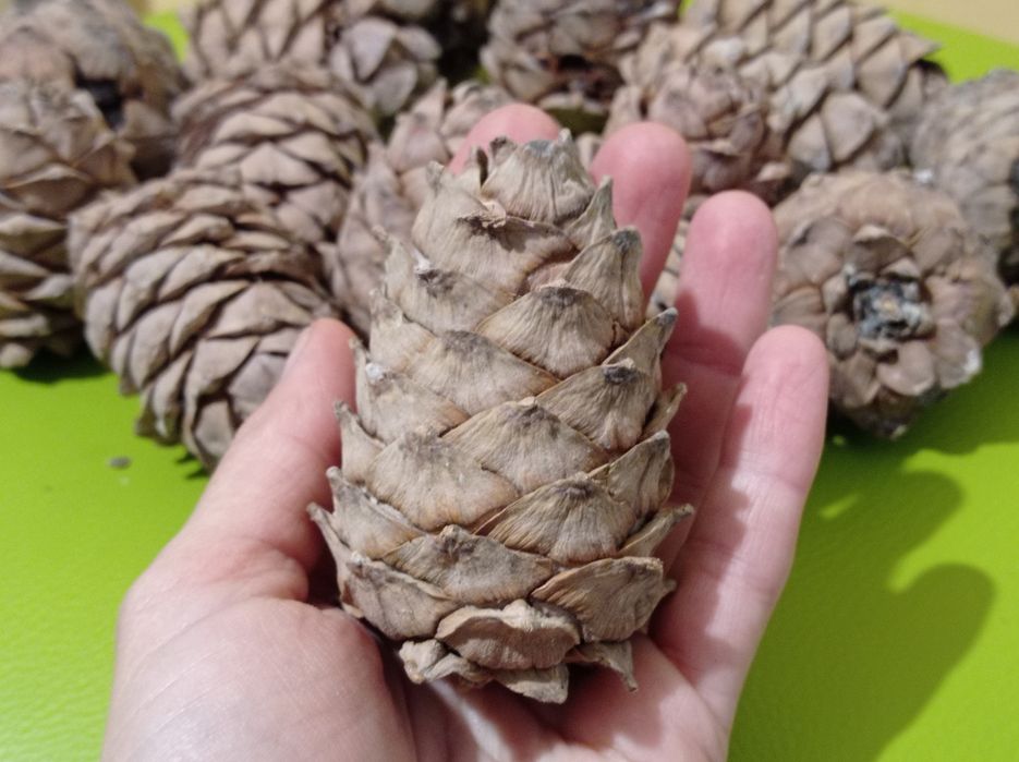 Сіянцы  Кедр сибірский,Джерарда, Арманди,Стелюх