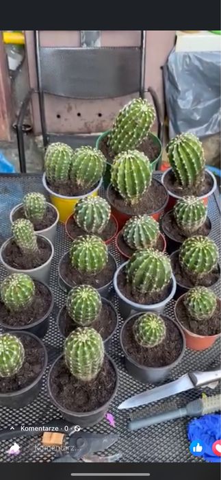 Kaktus rozsady z mojej uprawy