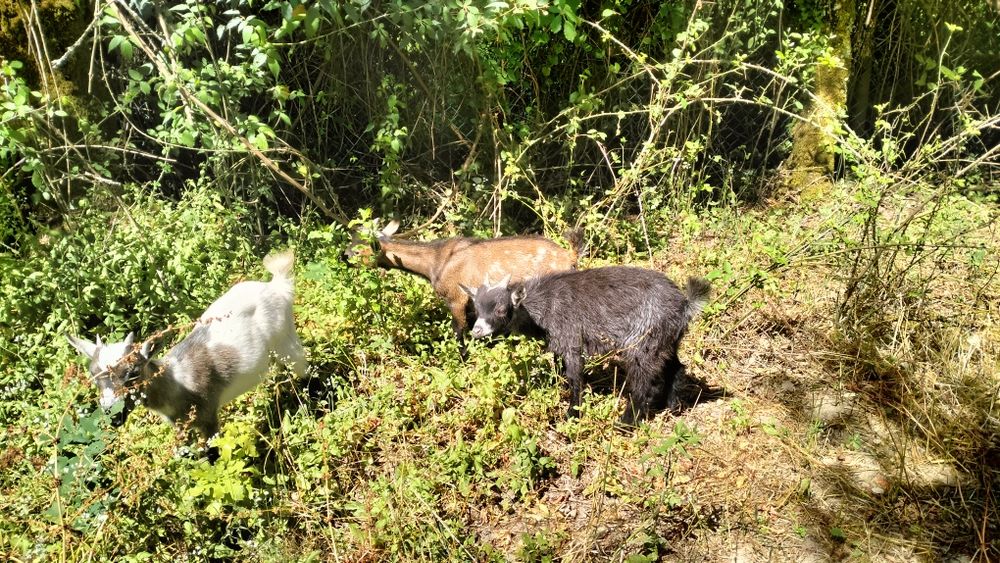 vendo cabras anãs