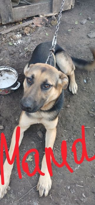 Щенята нiмецької вiвчарки