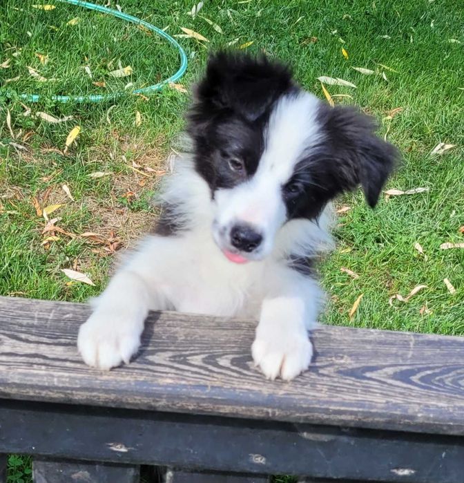 Border collie z metryką Fci