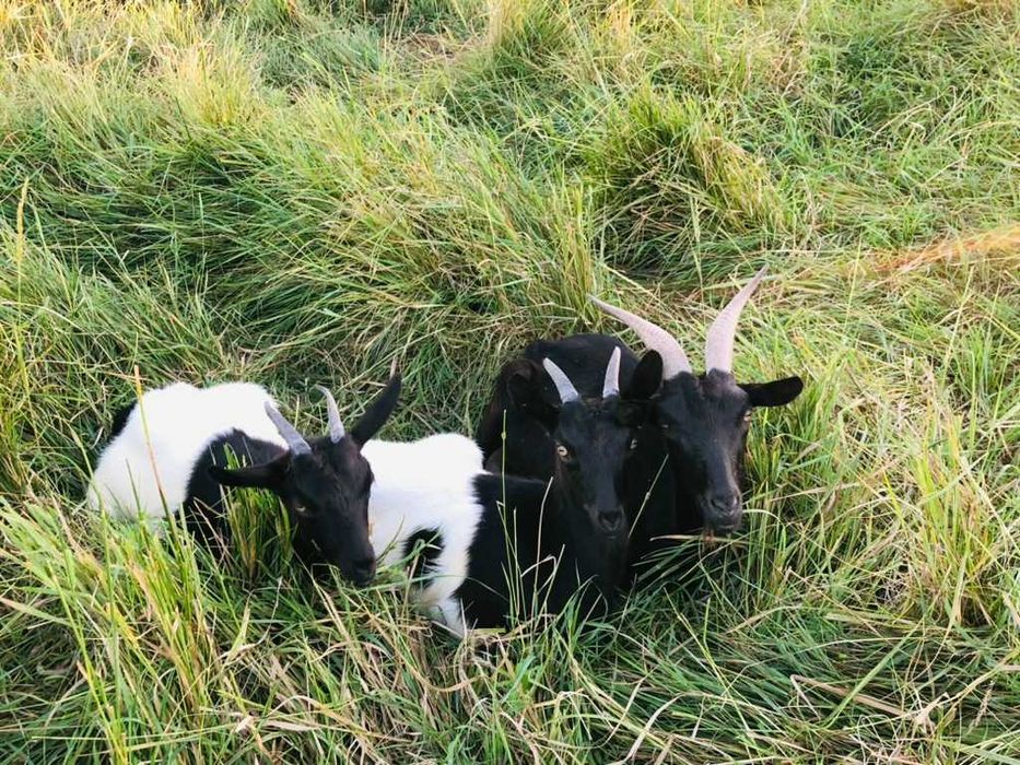 Продам молодих кітних кізочок  1 рік