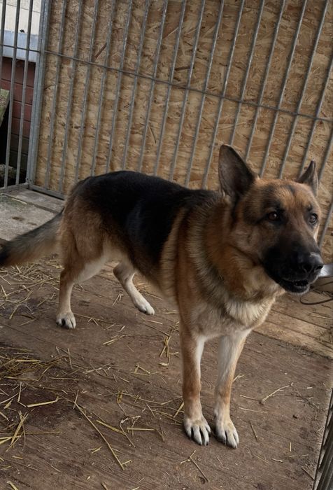 Owczarek Niemiecki znaleziony w Przyborowie -Gmina Wińsko .