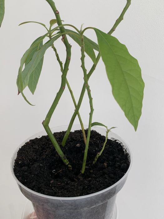 Авокадо 5паростків