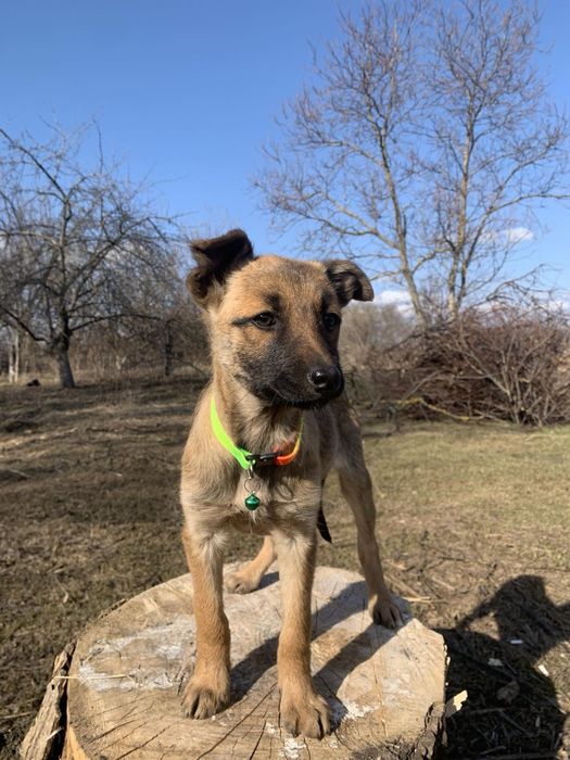 Цуценята привиті